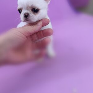 Cuccioli allevamento Chihuahua Marche Saint Germain