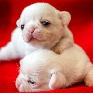 Cuccioli allevamento Chihuahua Marche Saint Germain
