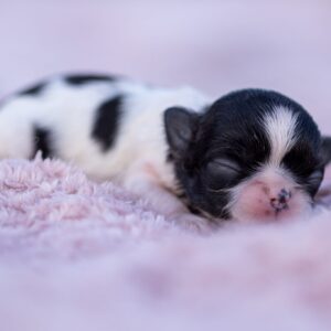 Cuccioli allevamento Chihuahua Marche Saint Germain