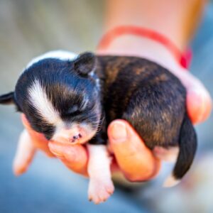 Cuccioli allevamento Chihuahua Marche Saint Germain
