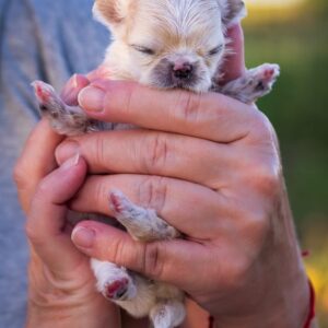 Cuccioli allevamento Chihuahua Marche Saint Germain