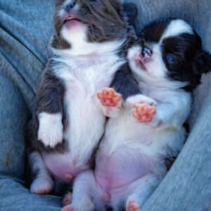 Cuccioli allevamento Chihuahua Marche Saint Germain