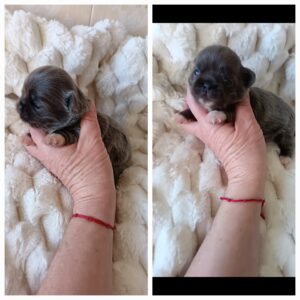 Cuccioli allevamento Chihuahua Marche Saint Germain