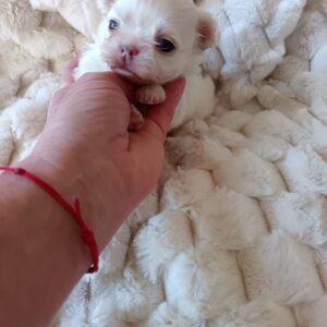 Cuccioli allevamento Chihuahua Marche Saint Germain