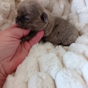 Cuccioli allevamento Chihuahua Marche Saint Germain